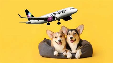 Volaris Pet Travel: Essential Requirements for Traveling with Pets